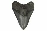 Fossil Megalodon Tooth - South Carolina #121418-1
